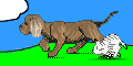 hund katze