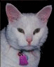 katze