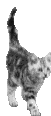 katze