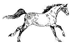 pferd appaloosa