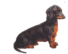 hund dackel fliege