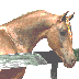 araber