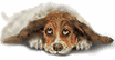 hund krank