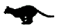 katze