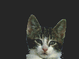 tierheilpraktiker katze metamorphose
