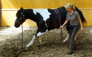 tierheilpraktiker physiotherapie osteopathie